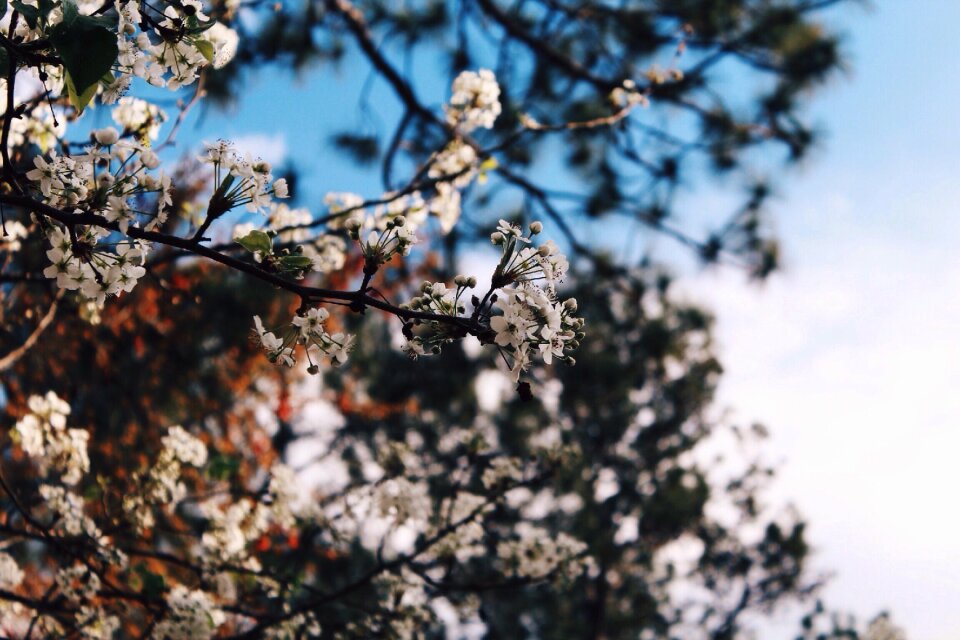 Beauty scene flowers