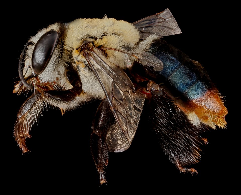 Centris poecila, female, side 2012-06-29-15.47.18 ZS PMax