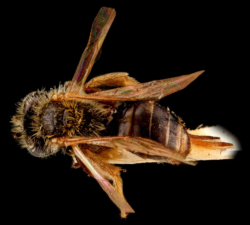 Andrena uvulariae, M, back, Falls Church, Virginia 2012-11-19-17.37.11 ZS PMax