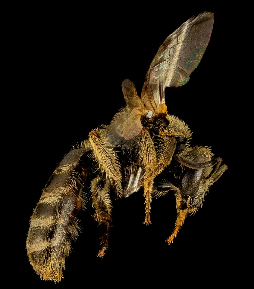 Lasioglossum aberrans, F, Side, UT, Garfield County 2014-05-09-17.20.07 ZS PMax