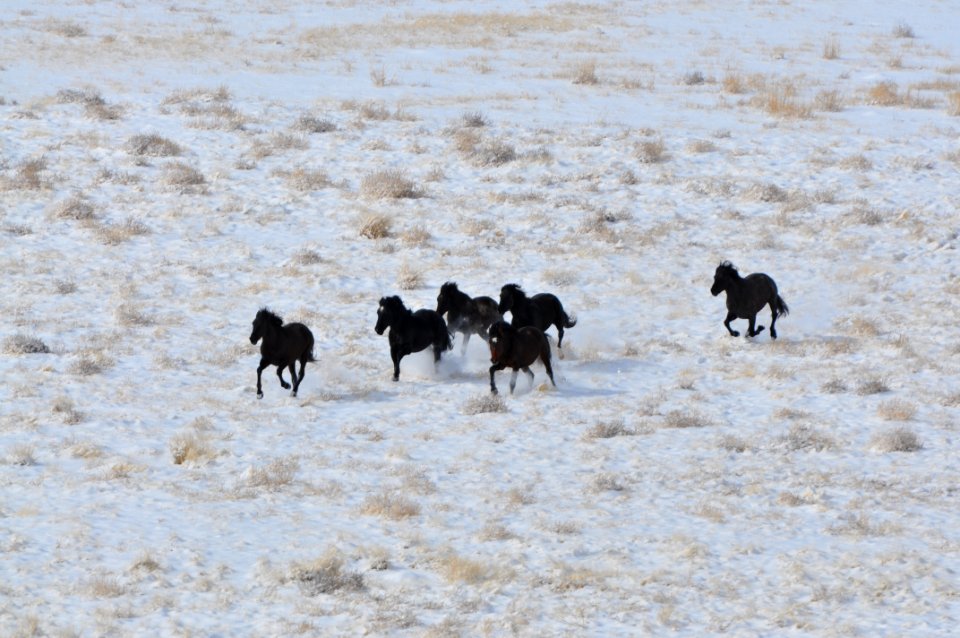 Onaqui Wild Horse Gather 02/19/12