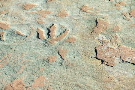 Dino tracks at Mill Canyon Track Site near Moab, UT. Photo by Eric Delphenich