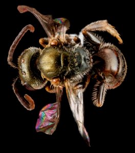 Lasioglossum nr longifrons, male, back 2 2012-06-26-16.08.56 ZS PMax