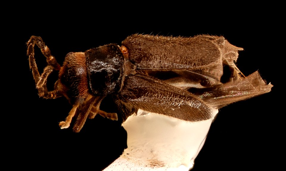Caccodes granicollis, f, Little Hunting Creek, cleaned, VA 2018-04-09-10.46