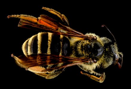 Andrena fulvipennis, M, Back, MD, Anne Arundel County 2013-08-16-18.18.15 ZS PMax