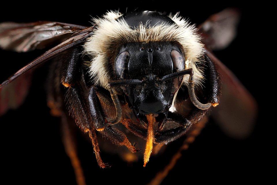 Bombus bimaculatus, female, face 2012-07-25-12.32.14 ZS PMax