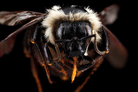 Bombus bimaculatus, female, face 2012-07-25-12.32.14 ZS PMax