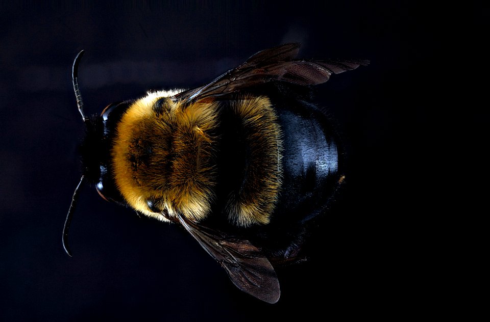 Habropoda-laboriosa,-female,-back 2012-07-16-16.26.53-ZS-PMax photo