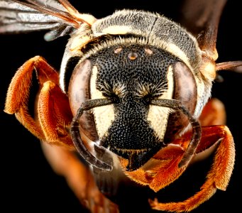 Dianthidium concinnum, F, face, South Dakota, Pennington County 2012-11-27-16.34.04 ZS PMax photo