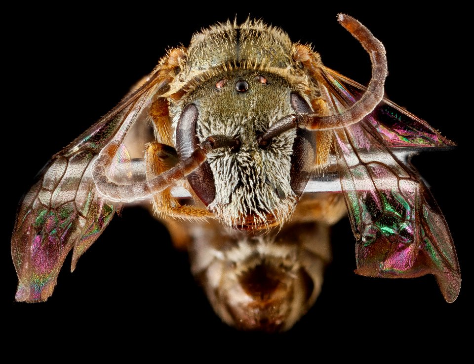 Lasioglossum nr longifrons, male, face 2012-06-26-16.16.31 ZS PMax