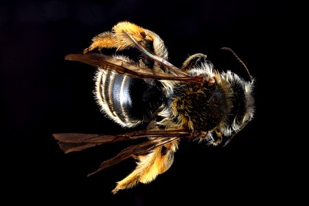 Andrena-gardineri,-female,-back 2012-07-16-15.41.24-ZS-PMax photo