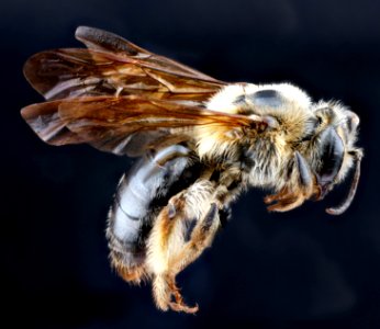 Andrena-perplexa,------,side 2012-06-11-15.53.09-ZS-PMax
