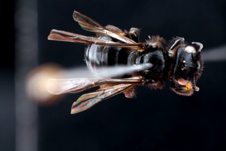 Dufourea maura, female, back clean