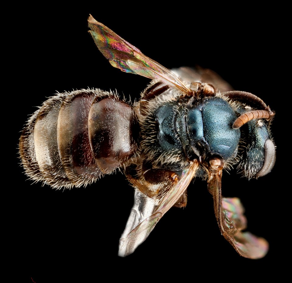 Lasioglossum halophitum, F, back, Florida, St. Johns County 2013-02-22-18.45.22 ZS PMax