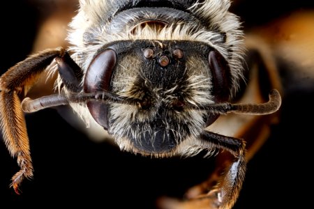 Andrena-crataegi,-female,-face 2012-08-07-18.55.32-ZS-PMax