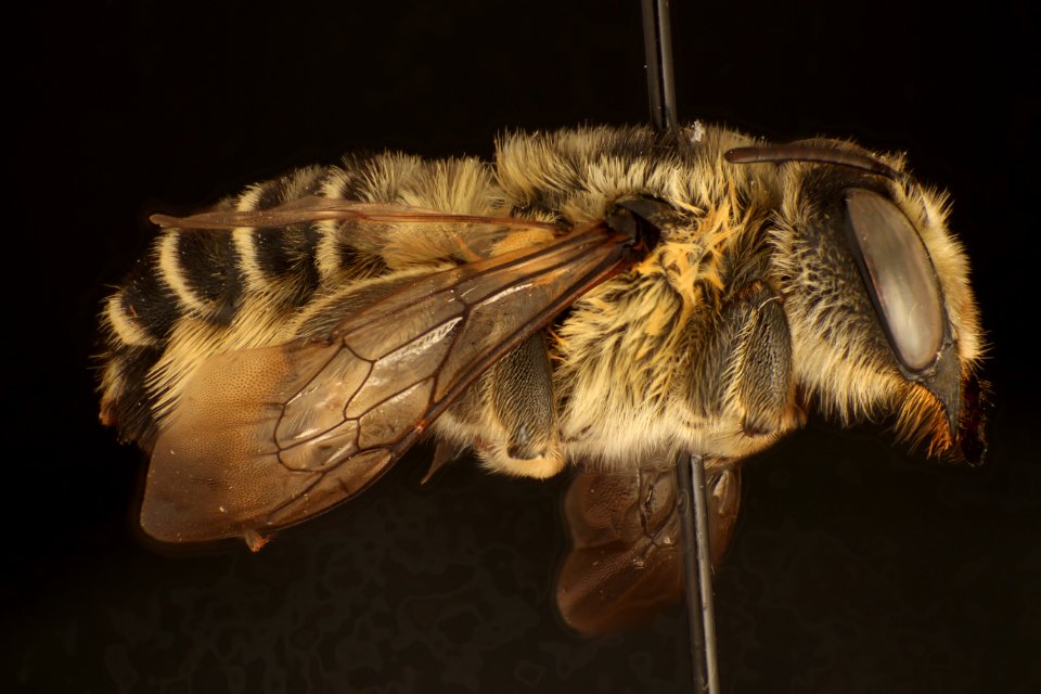 Megachile compta coleman little picture
