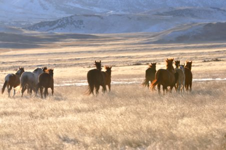 Onaqui Wild Horse Gather 02/20/12