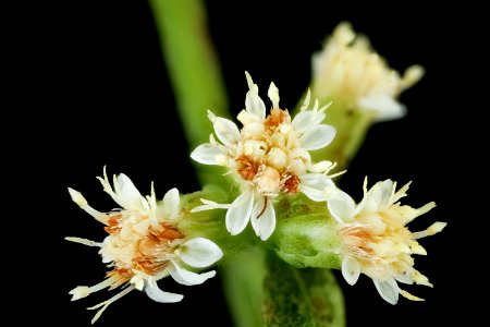 Solidago bicolor 3, White Goldenrod, Howard County, Md, Helen Lowe Metzman 2019-10-23-10.10.50 ZS PMax UDR photo