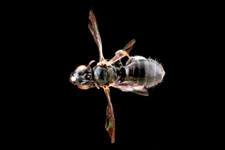 Ceratina-nr-dentipes,-female-back 2012-06-13-16.02.15-ZS-PMax photo