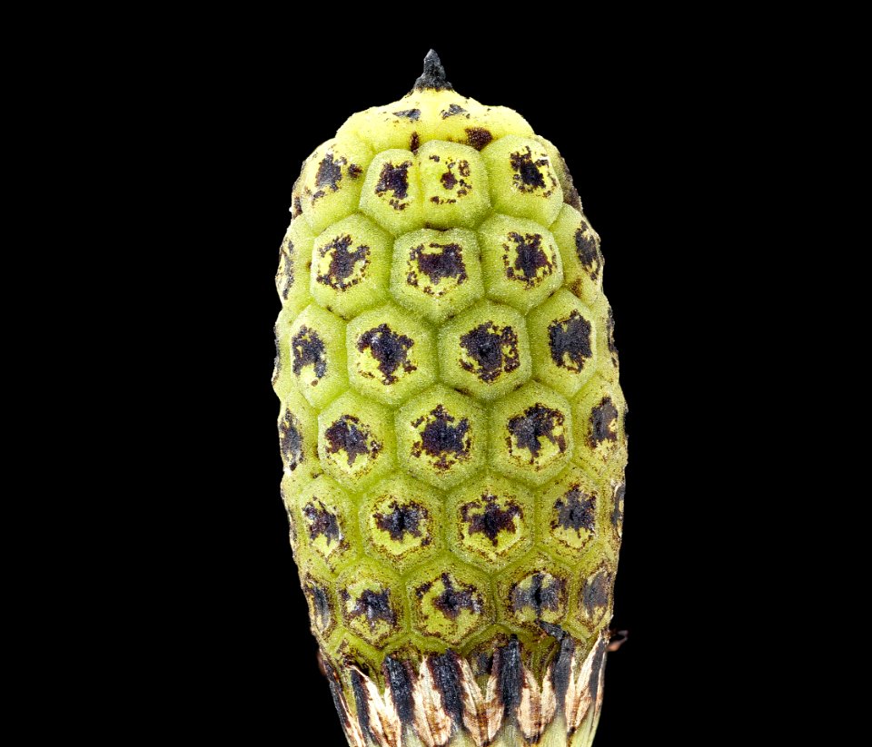 Equisetum hyemale 3, Scouring Rush Horsetail, Howard County, Md, GFG, Helen Lowe Metzman 23019-03-22-17.11.20 ZS PMax UDR