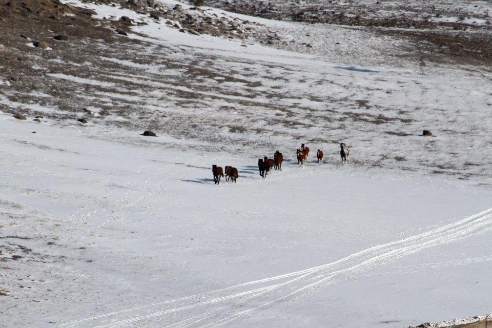 Swasey Wild Horse Gather: Day 1