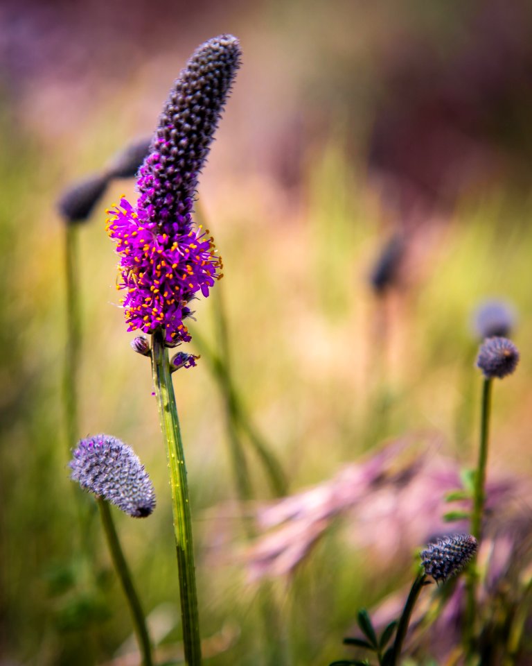 West Desert Wildflower Bloom
