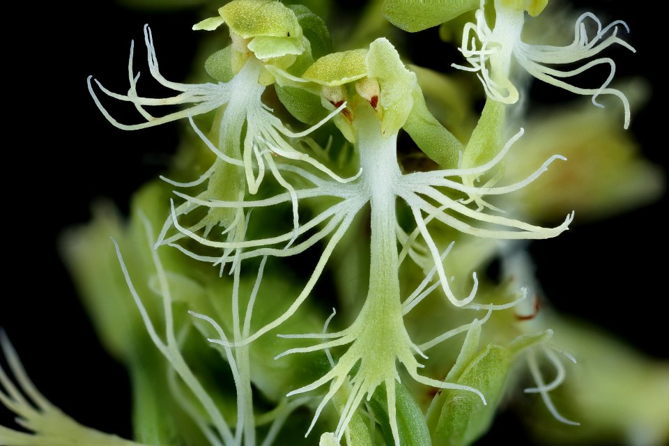 Plananthera lacera 7, Green-fringed Orchid, PWRC, Helen Lowe Metzman 2019-10-23-21.10.36 ZS PMax UDR