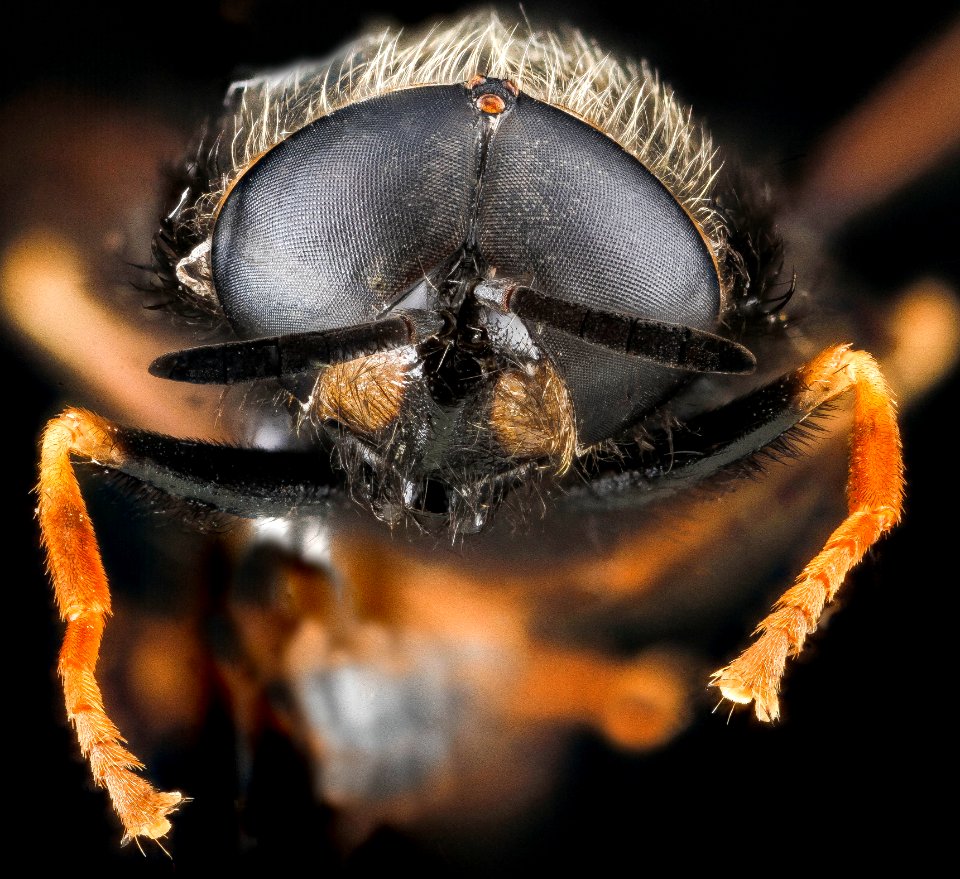 Fly FOBU 9119, unknown, face, Wyoming 2012-08-30-16.02