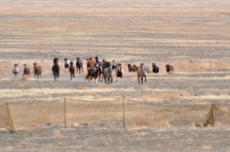 Cedar Mtn Wild Horse Gather 02/21/12