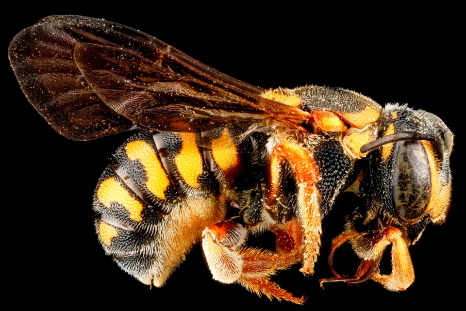 Dianthidium curvatum, F, side, Sandhills, South Carolina 2012-11-15-12.37.09 ZS PMax