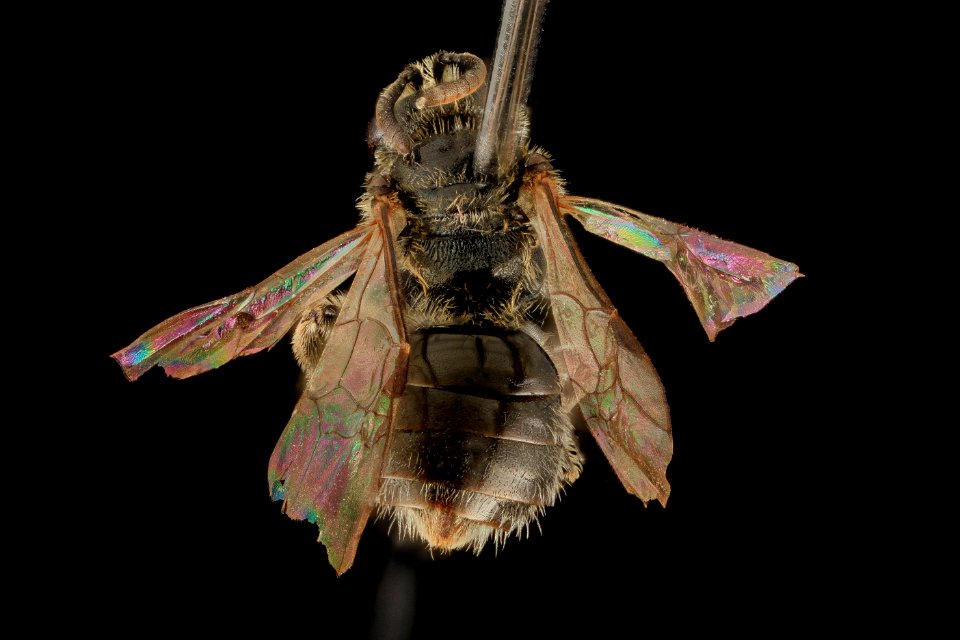 Lasioglossum inconditum, F, back, WY, Lincoln County 2014-06-17-12.03