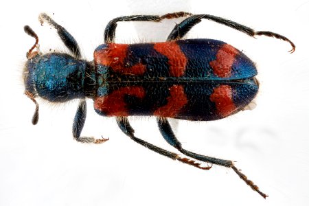 Trichodes ornatus, U, back, Fossil Butte NM, Wyoming 2012-10-16-15.20