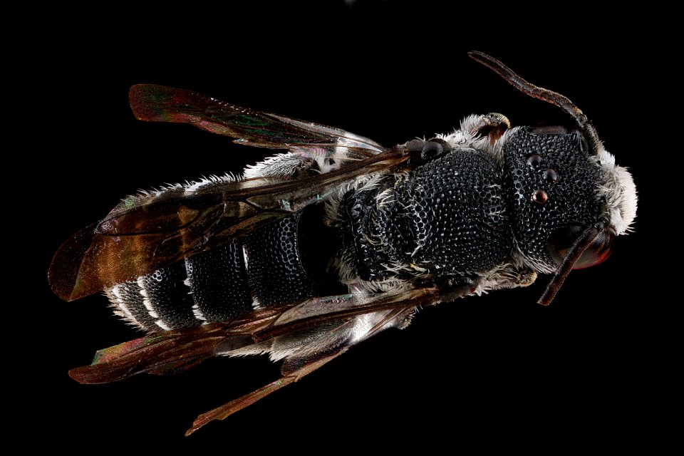 Heriades-var-leavitti,-male,-back 2012-07-06-17.35.50-ZS-PMax