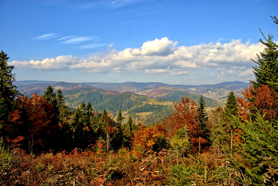 The sun colors foliage