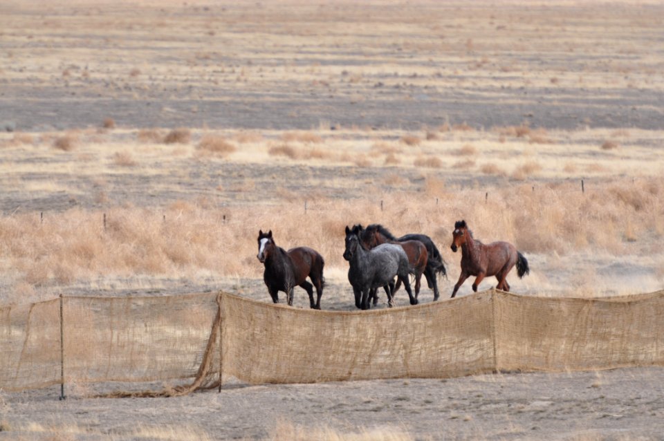 Cedar Mtn Wild Horse Gather 02/21/12