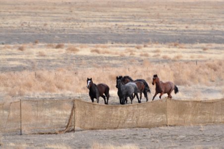 Cedar Mtn Wild Horse Gather 02/21/12