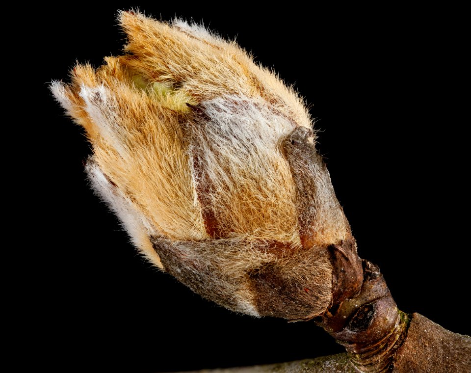 Pyrus calleryana, 2013-03-15-14.26.15 ZS PMax