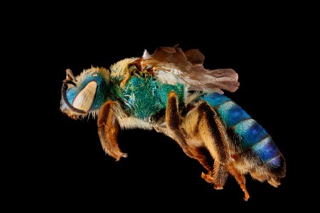 Agapostemon-splendens,-side 2012-06-25-14.31.50-ZS-PMax