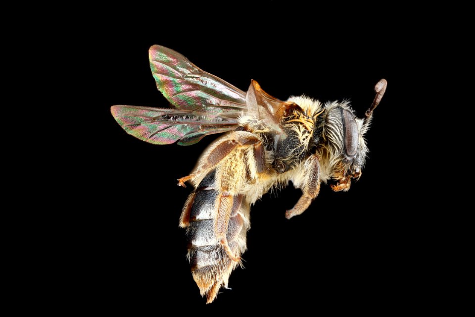 Andrena-ceanothi,-female,-side 2012-08-07-18.32.36-ZS-PMax