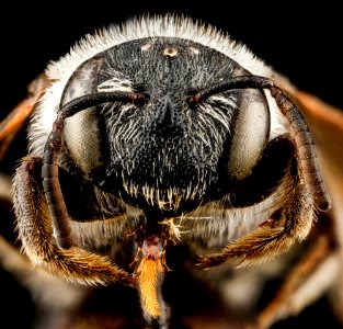 Nomia universitatis, F, face, South Dakota, Pennington County 2012-11-28-14.09.08 ZS PMax