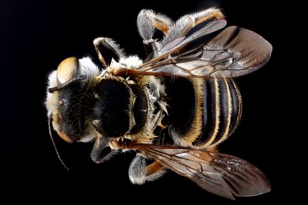 Megachile-townsendiana,-female,-back 2012-07-30-17.32.41-ZS-PMax photo