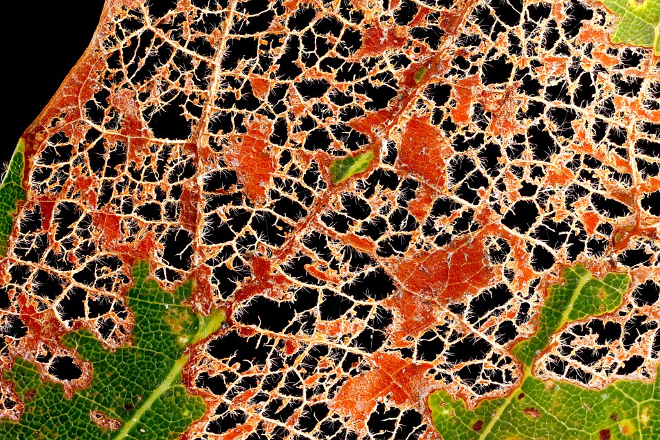 Eaten-Leaf-White-Oak-Close-Up 2012-08-02-15.48.47-ZS-PMax