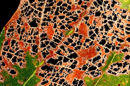 Eaten-Leaf-White-Oak-Close-Up 2012-08-02-15.48.47-ZS-PMax photo