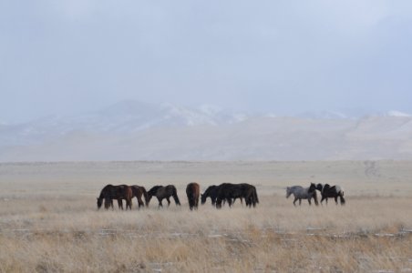 Onaqui Wild Horse Gather 02/19/12
