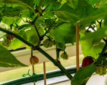 Chillis starting to ripen