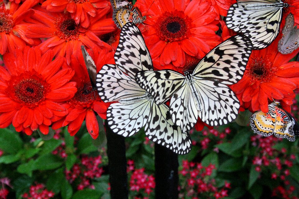 Airport botanical garden butterfly