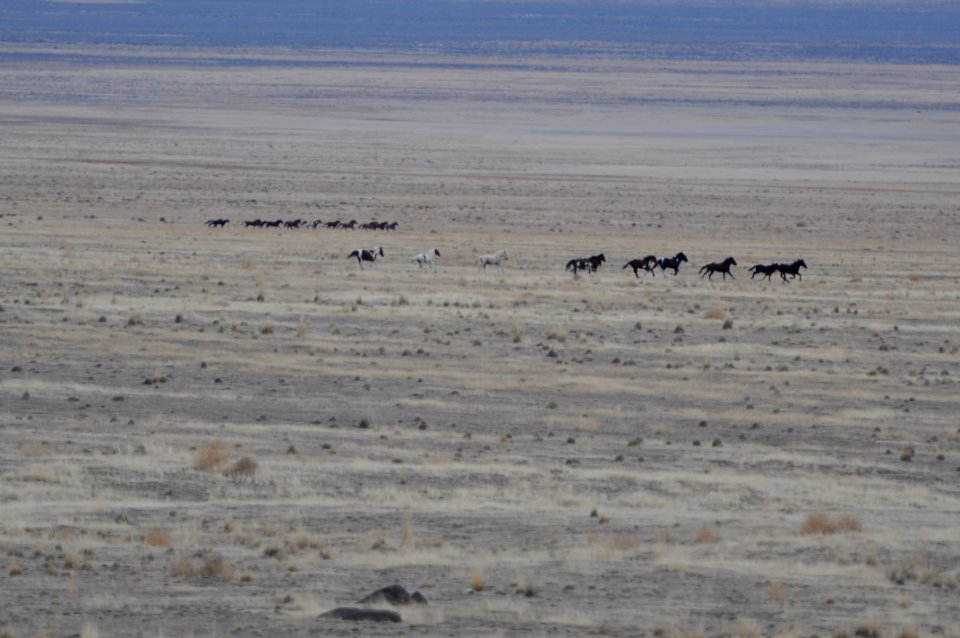 Cedar Mtn Wild Horse Gather 02/21/12