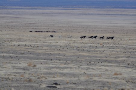 Cedar Mtn Wild Horse Gather 02/21/12