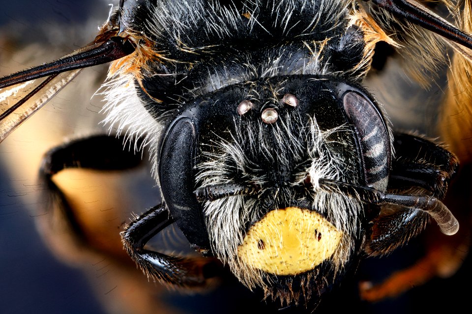 Andrena aliciae, female, face 2012-08-07-16.27.57 ZS PMax