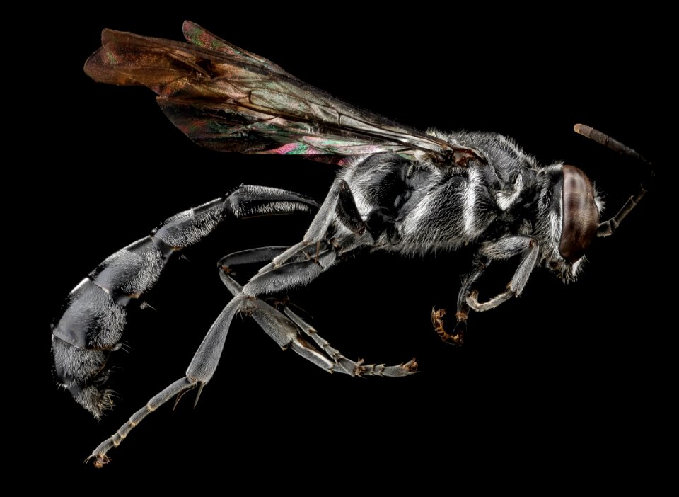 Trypoxylon subimpressum, F, side, Guantanamo Bay 2012-10-31-16.12.13 ZS PMax